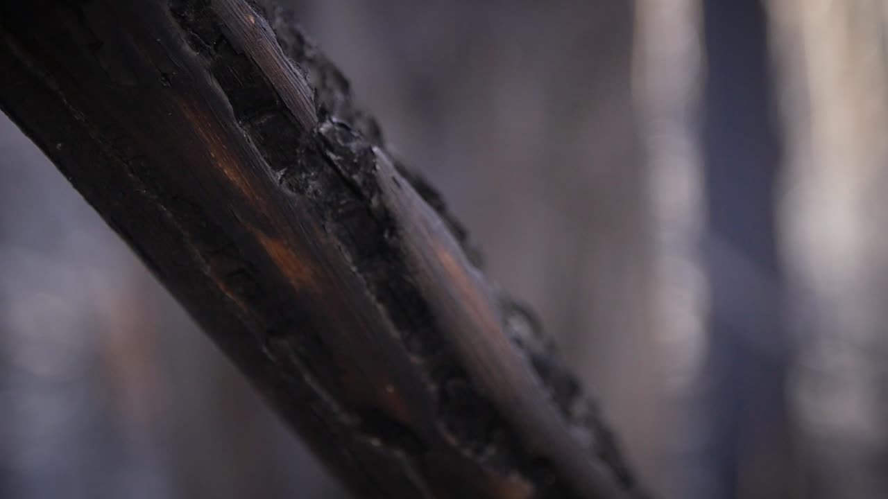 큰 화재 후 갈리시아 숲에서 버넷 브런치의 세부 사항