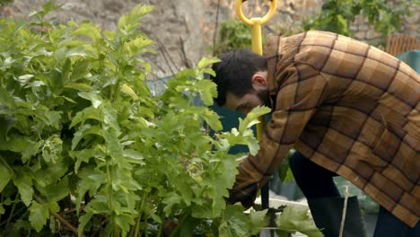 handsome young man curing plants