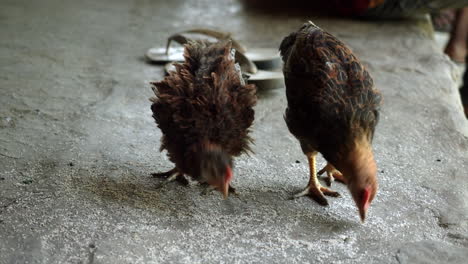 two chickens feeding on what's on the floor of the house