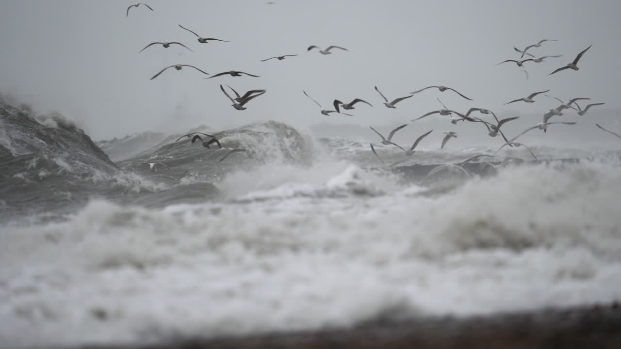 Stormy Ocean with Gulls