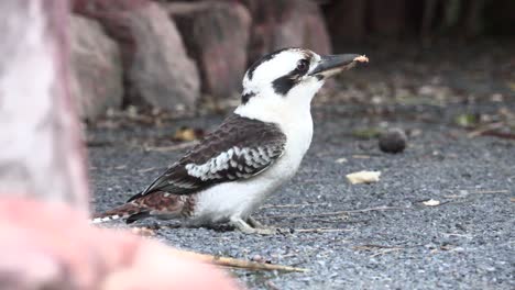 在後院的樹木中間的 kookaburra 4k uhd