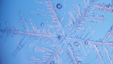 snowflake close up under microscope panning view blue background fine details