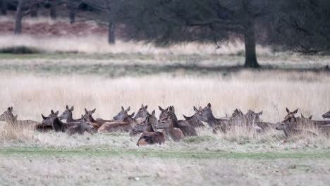 static shot of deer herd sitting down in richmond park