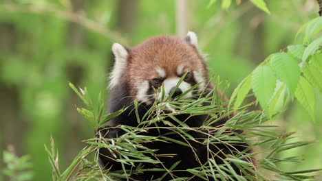 lesser panda or red panda eating bamboo tree leaves in a forest - close-up