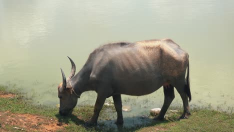 Búfalo-De-Agua-Forrajeando-Al-Borde-Del-Agua