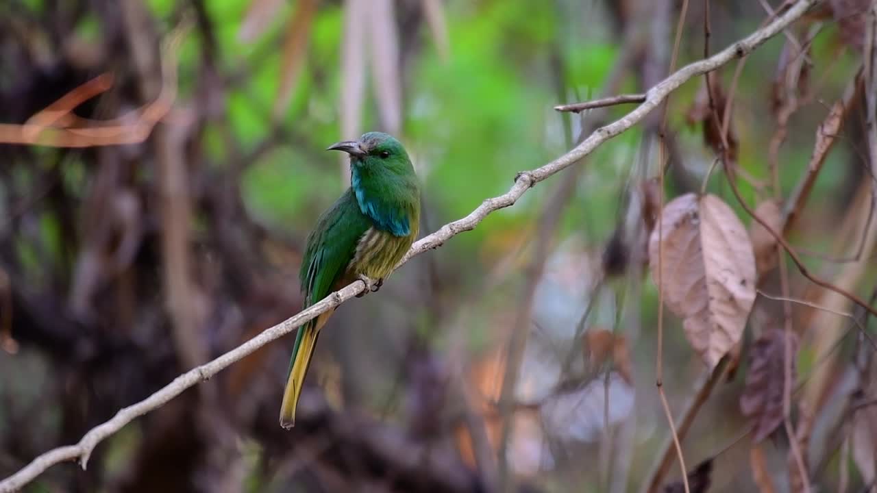 el abejaruco de barba azul se encuentra en la península de malaya, incluida tailandia, en claros de bosques particulares