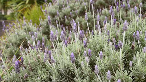 las plantas de lavanda se balancean suavemente en la brisa