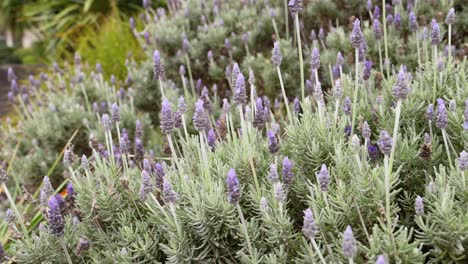 lavender plants swaying gently in the breeze