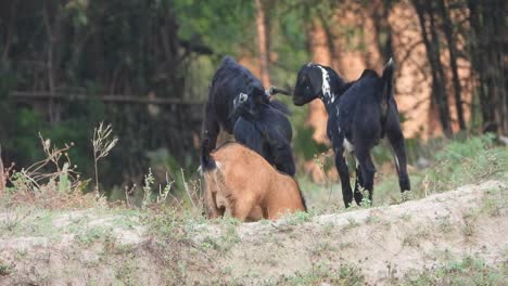 ghot lamb playing -drinking milk