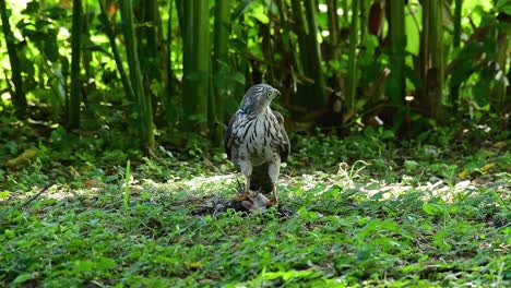 Shikra,-Der-Sich-Von-Einem-Anderen-Vogel-Auf-Dem-Boden-Ernährte,-Dieser-Raubvogel-Fing-Einen-Vogel-Zum-Frühstück-Und-Er-War-Damit-Beschäftigt-Zu-Essen,-Dann-Wurde-Er-Erschrocken-Und-Flog-Davon