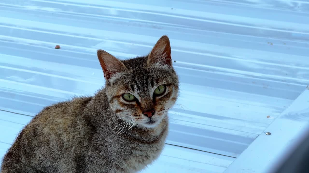 Tabby cat stares intensely while resting on pale blue metal rooftop. Perfect for pet, attitude, or animal-themed edits