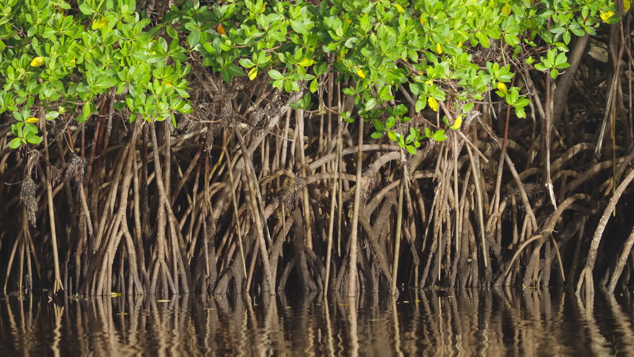 Mangrove Tree Prop Roots in Water 2