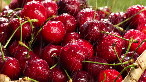 cerezas dulces frescas con gotas de rocío, 4k