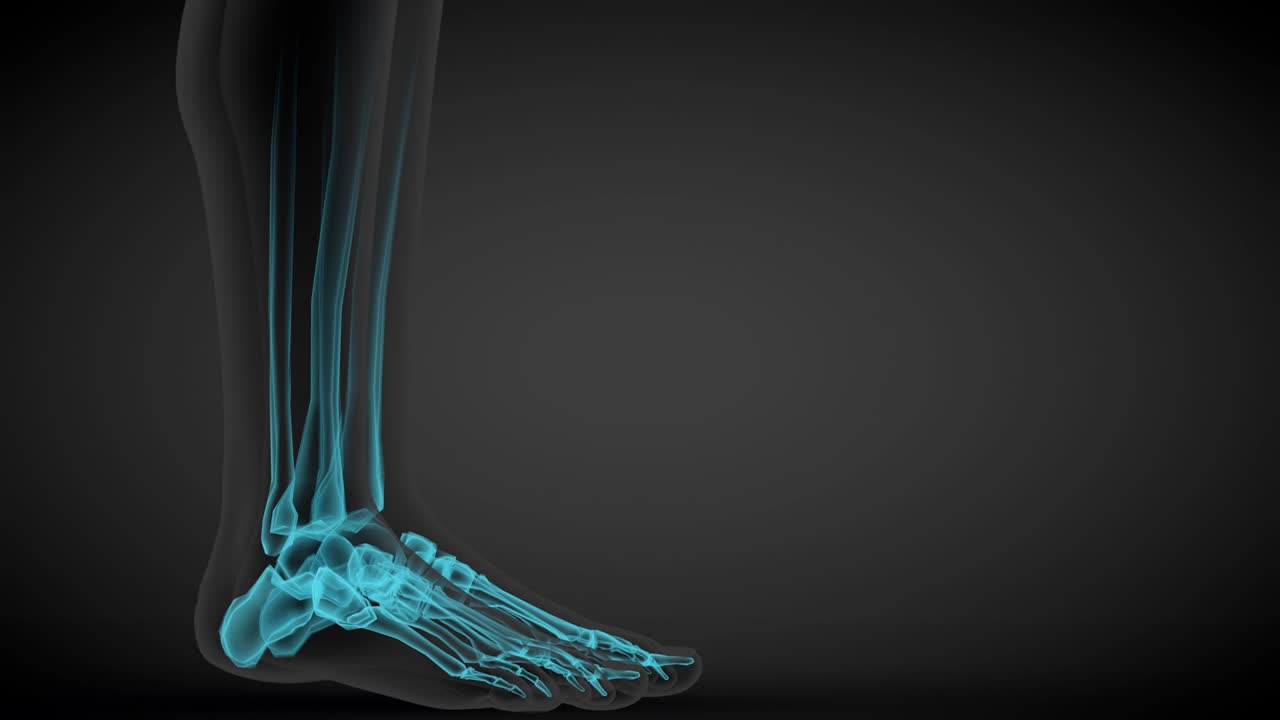 2개의 다른 3d 원활한 루프 애니메이션, 남성 몸의 면 뷰 - 장기와 골격과 함께 스레이 스캔, 생리학 과학 일러스트레이션 - 4k 60fps uhd