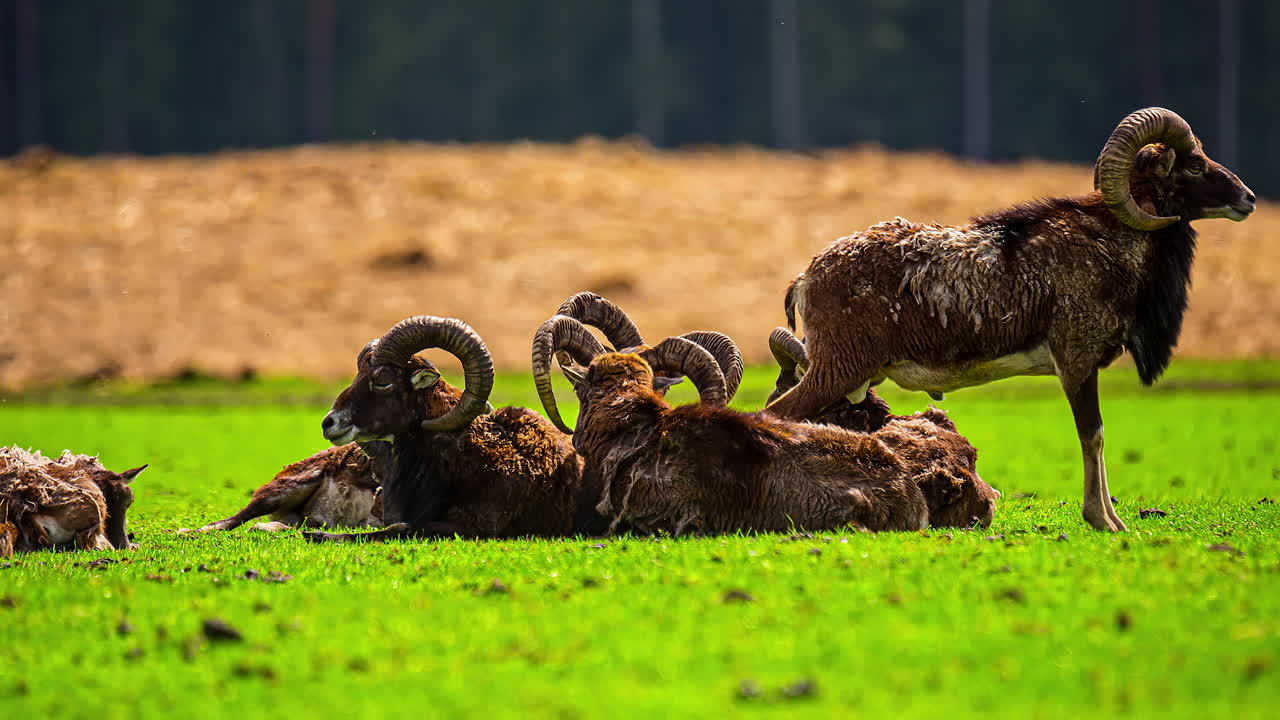 잔디에 큰 뿔 양의 무리