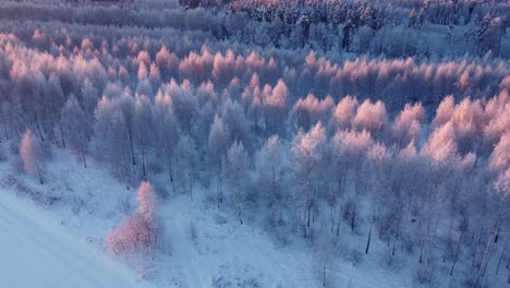 Boreale-Saisonale-Wälder,-Die-Im-Frühen-Morgenlicht-Mit-Frost-Bedeckt-Sind