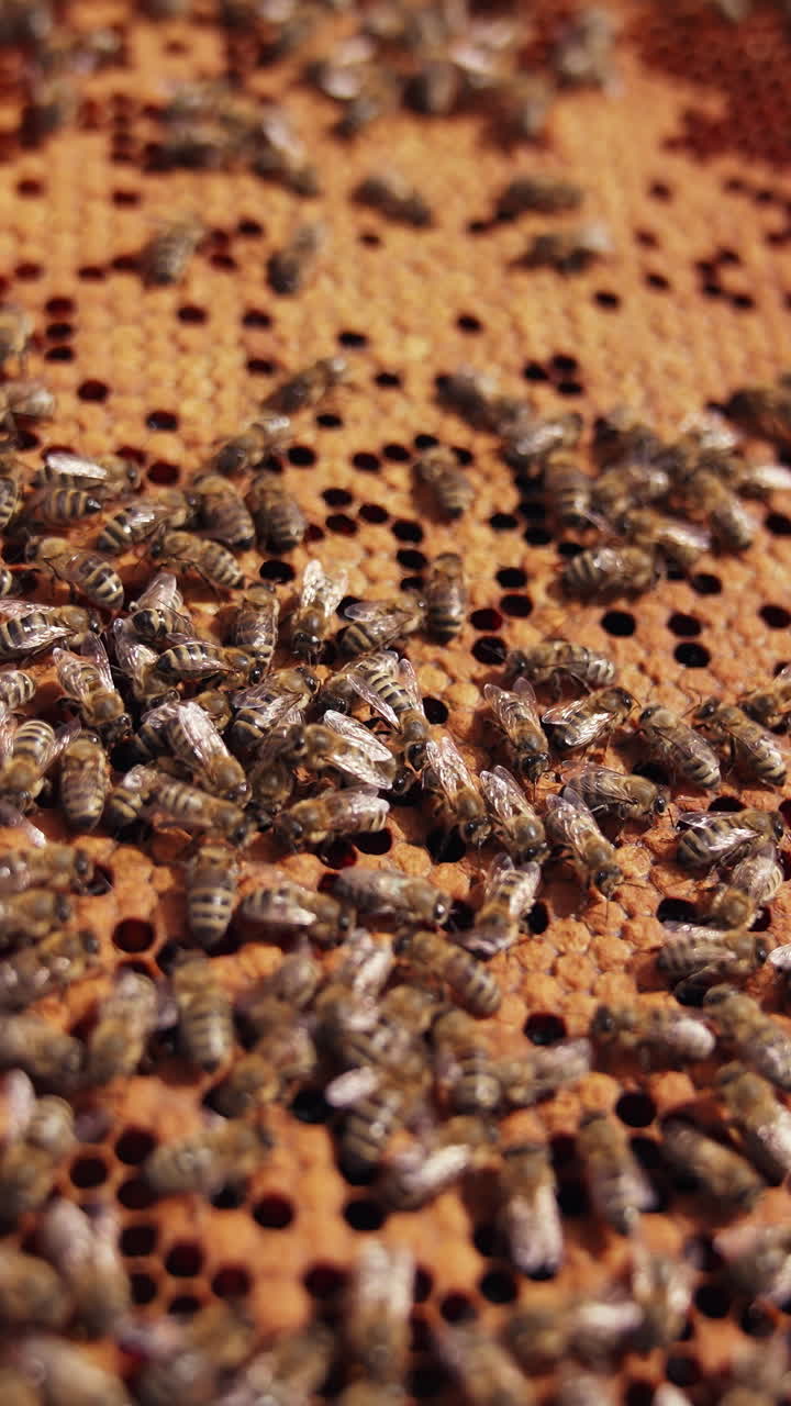 Bees frame with honeycombs. Honey insects working on a honeycomb. Organic beekeeping. Bees making organic honey. Close-up. Vertical video