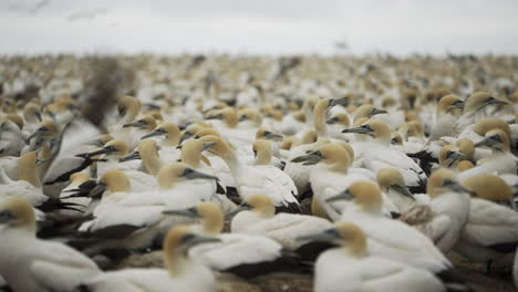 cape gannets colony in their natural habitat on a protected island marine reserve in algoa bay, south africa