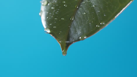 Gotas-De-Agua-Gotean-De-La-Hoja-Verde-Sobre-El-Fondo-Azul