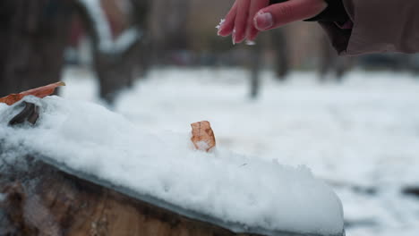 close-up of fresh snow covering a wooden surface as a person hand plays with snow, delicate fingers interact with the cold, fluffy snow, with dry leaves scattered around