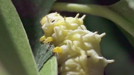 primer plano extremo del gusano de seda que gira en un capullo caminando sobre una hoja verde
