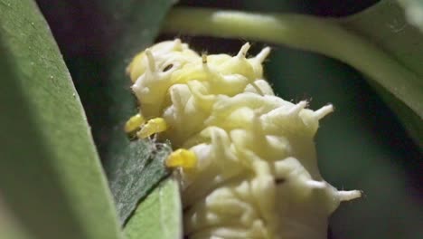 extreme close up of silk worm spin cocoon walking on a green leaf