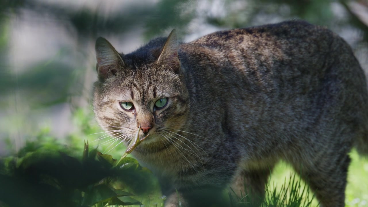 Gatto soriano che annusa ed esplora l'erba verde fresca in un ambiente naturale
