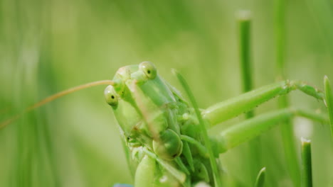 Funny-portrait-of-a-large-green-locust.-Head-close-up-in-the-frame