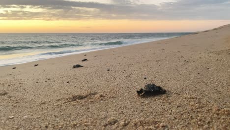 sunset on baby leatherback turtles at todos santos in mexico