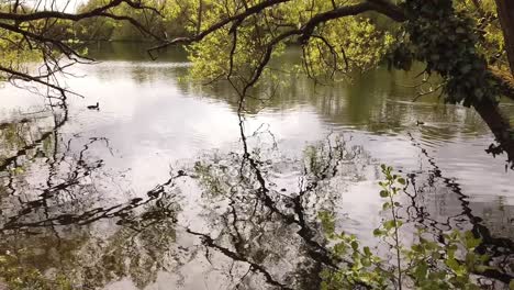 Blässhühner-Schwimmen-Auf-Einem-Teich-Und-Können-Im-Frühling-Durch-Bäume-Gesehen-Werden,-Die-Sich-Im-Wasser-Spiegeln