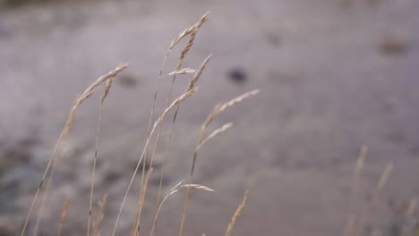 grass swaying in wind near river