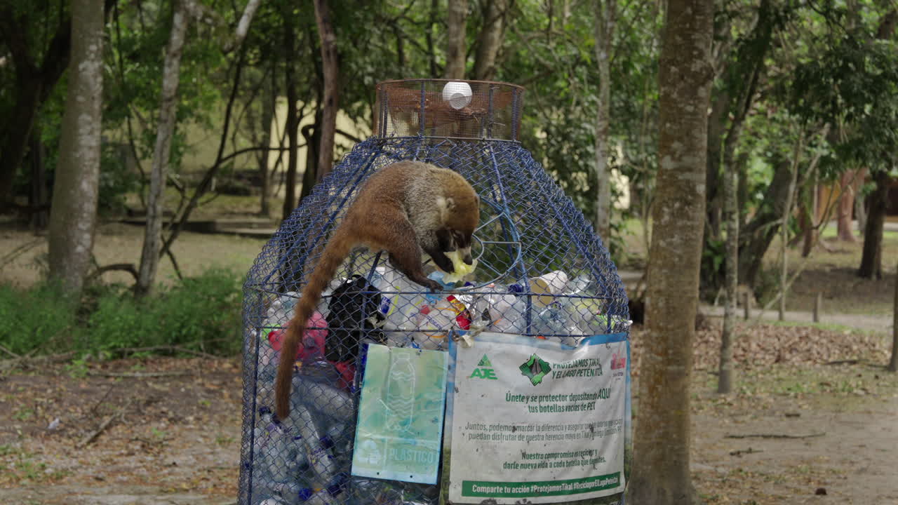 Coati search for food in the garbage. Animal eat plastic litter. Pollution environment problem.