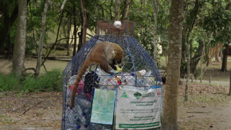 coati search for food in the garbage. animal eat plastic litter. pollution environment problem.