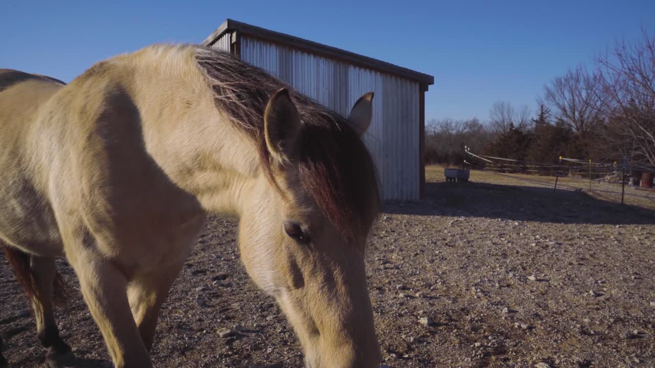 En hest står i en let brise