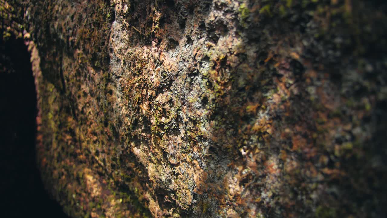 Closeup cinematic exploration of massive tree anchors into Peru’s jungle with mossy buttress roots snaking across the rainforest.