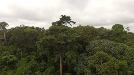 drone descendente aéreo de árboles verdes de la selva, en un día nublado, en la selva de nanga eboko, en haute-sanaga, sur de camerún