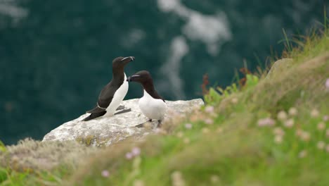 the camera slowly pans around a pair of seabirds on a cliff edge in a seabird colony with turquoise water and flying seabirds in the background on handa island, scotland