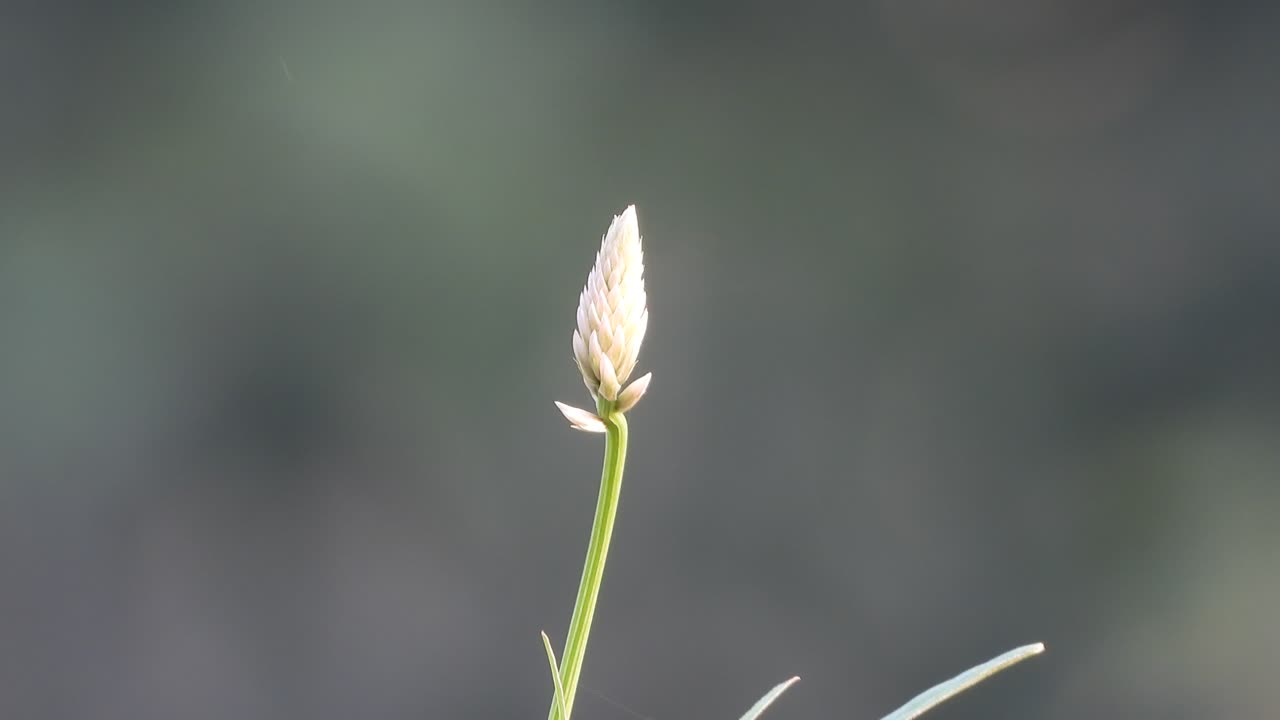 flor en el viento - verde
