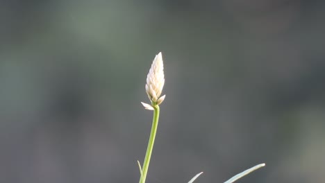 flor en el viento - verde