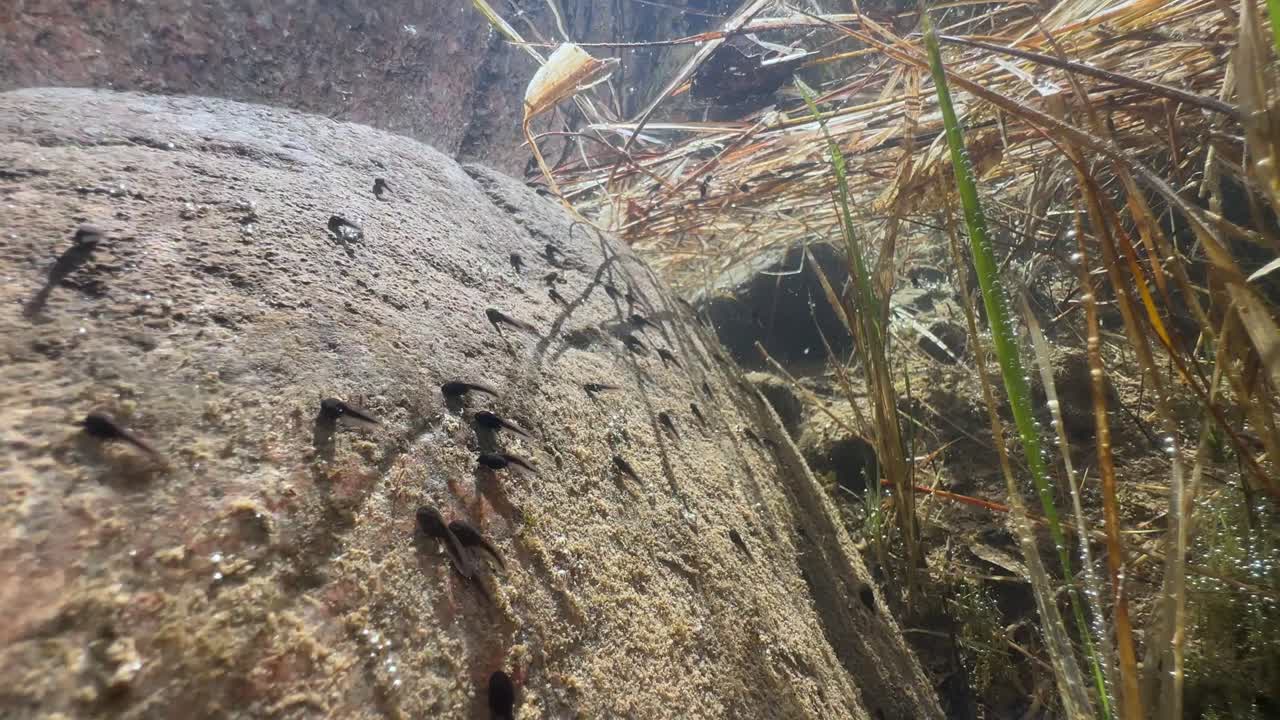 Pool frog (Pelophylax lessonae) tadpoles foraging for food on a rock in a shallow pond on a sunny day. Estonia.