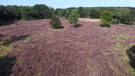 aerial of blooming purple heather in nationalpark de meinweg, netherlands - 4k drone footage