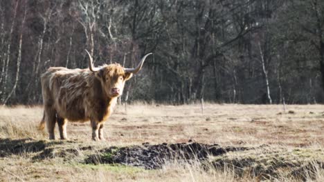 highland cow in a field