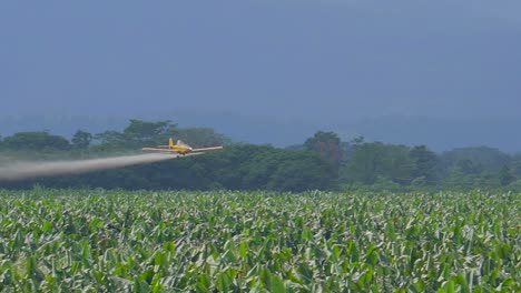 a low-flying airplane spraying pesticide over a banana plantation