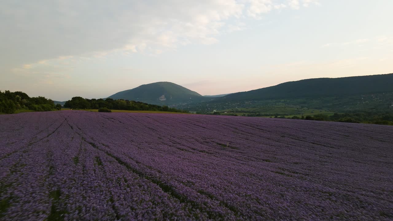 campo de phacelia púrpura con montañas en el fondo