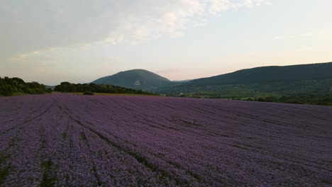 Campo-De-Phacelia-Púrpura-Con-Montañas-En-El-Fondo