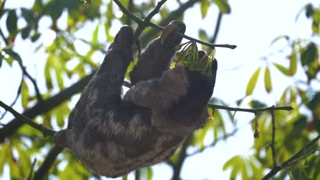 sunny day in rainforest with a sloth and her baby hanging on branch eating flower buds, sluggish animal