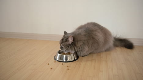 primer plano de un gato gris hambriento y esponjoso comiendo comida del tazón de metal en casa 1