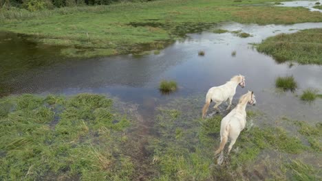 two white horses walking through a marshy green field with scattered water patches, aerial view