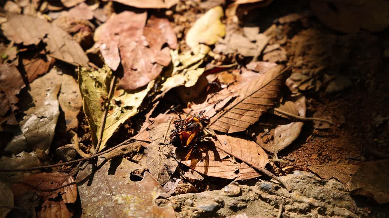 자연 서식지 에서 잎 조각 을 운반 하는 개미
