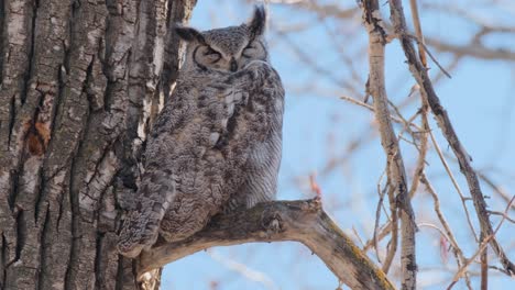 a majestic great horned owl, with ear tufts and feathers, sits serenely on a bare branch against the rough bark of a tree